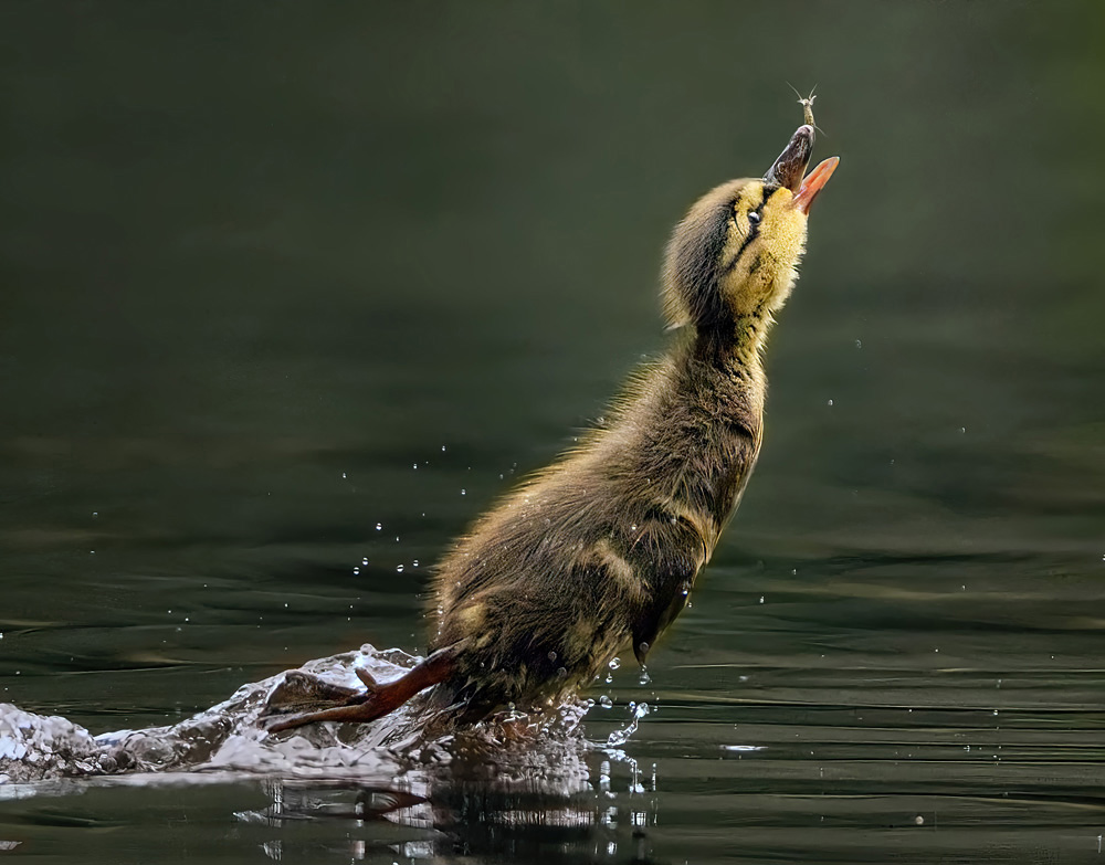 Mallard Duckling Chasing A Mayfly won the Scottish Wildlife Behaviour category of the Scottish Nature Photographer of the Year Awards 2021. © Sandy Gilmour 