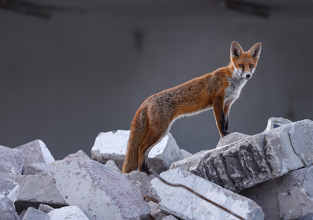 Fox Cub King won the Scottish Wildlife Portrait category of the Scottish Nature Photographer of the Year Awards 2021. © Norman Watson