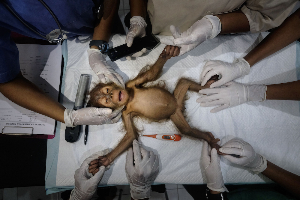 Saving a three-month-old female orangutan, Sibolangit, SOCP Quarantine Centre, North Sumatra, Indonesia. © Alain Schroeder/World Nature Photography Awards 2021