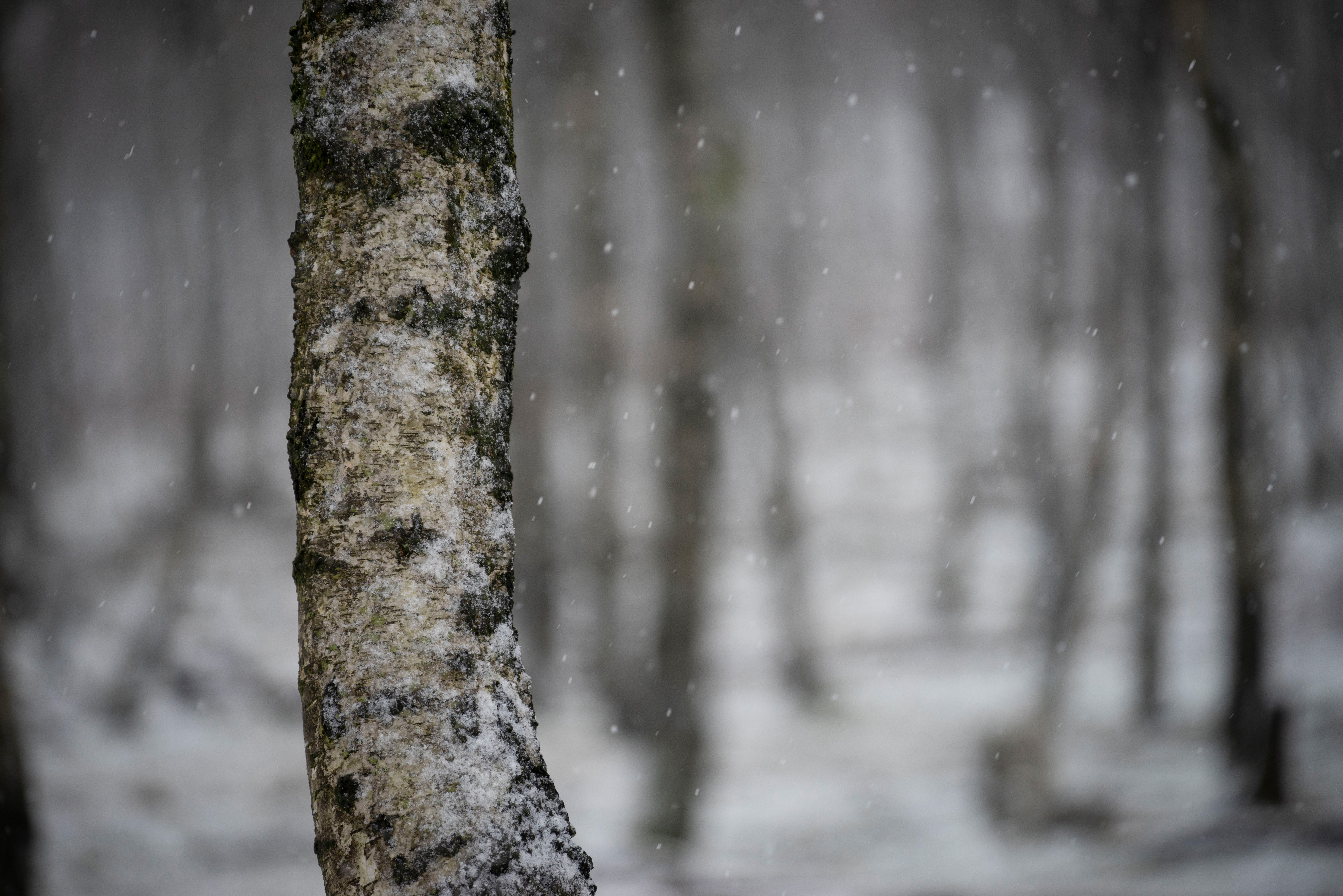 Birch Tree, Tamron 35-150mm with Sony A7 IV, 1/500s, f/2.8, ISO400, 150mm
