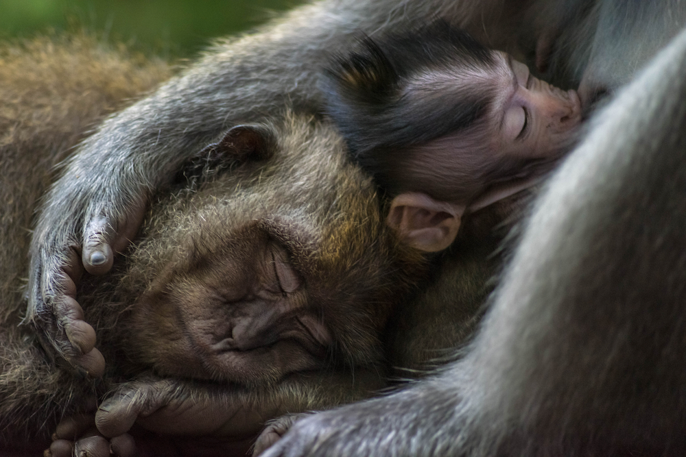 Tom Vierus's image of long-tailed macaques (Macaca fascicularis), Bali, Indonesia. © Tom Vierus/World Nature Photography Awards 2021
