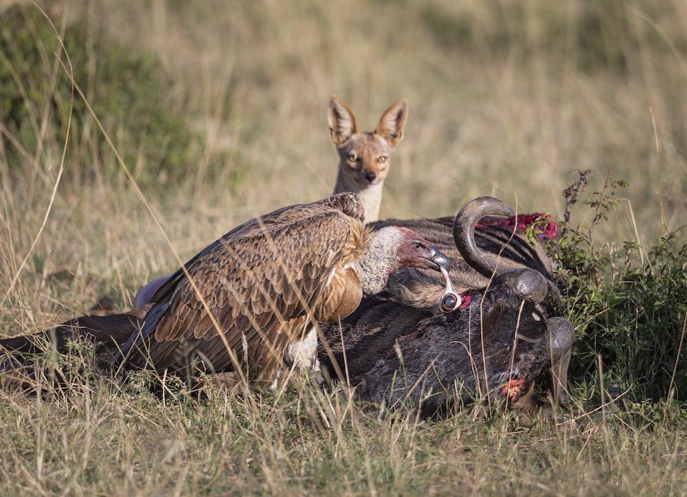 Vulture and fox feasting on wildebeest, Masai Mara, Kenya. © Ashok Behera/World Nature Photography Awards 2021