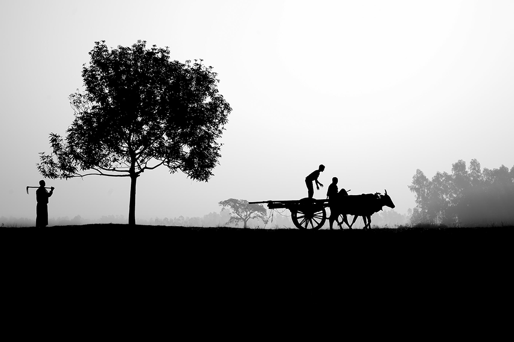 black & white photo of people with cattle 