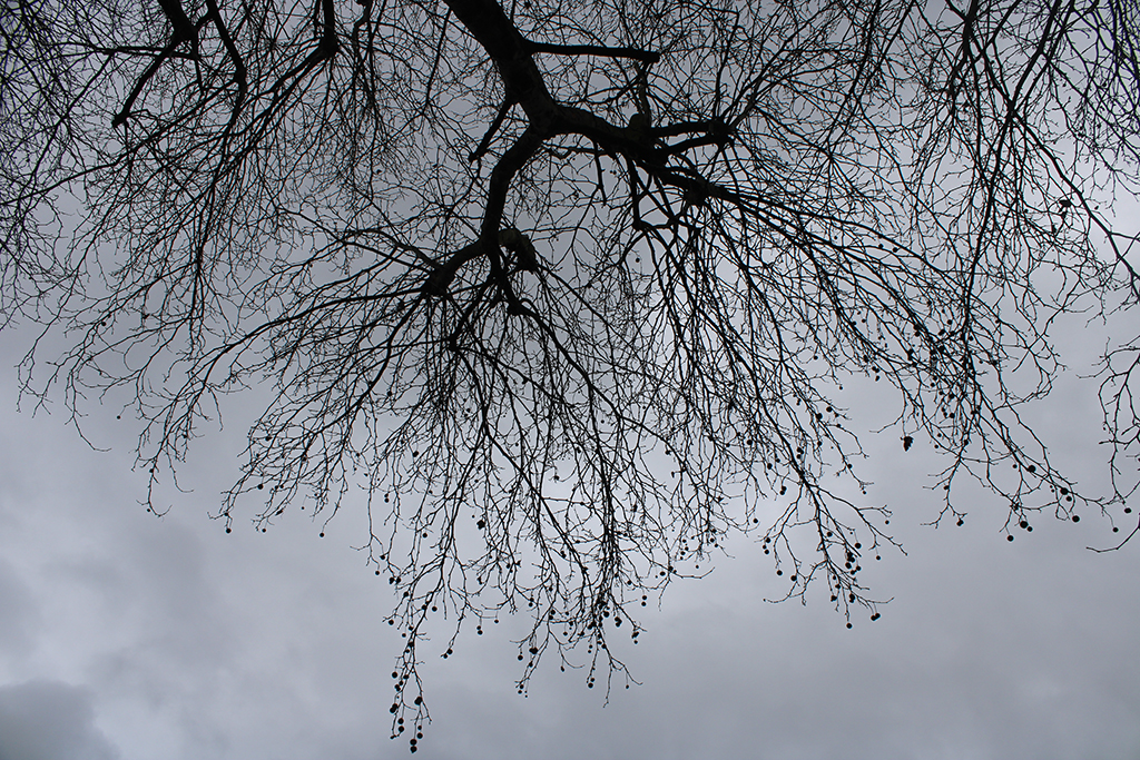 looking up at a tree, grey sky