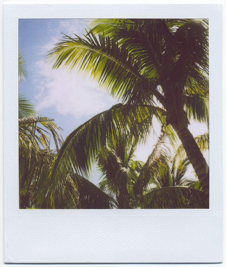 palm trees polaroid dan rubin