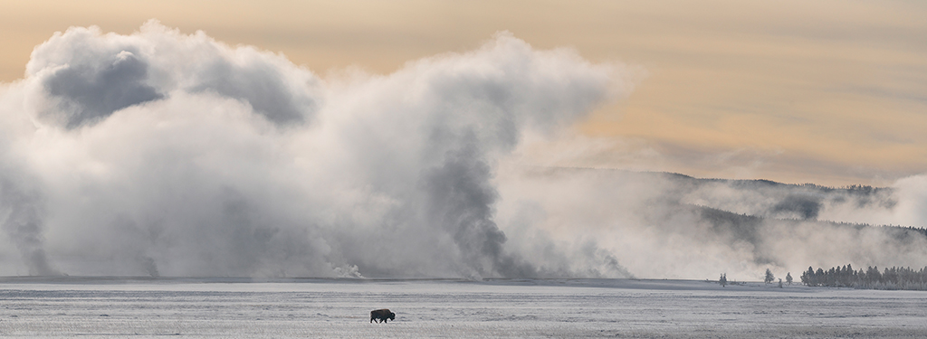 Lone Bison, Yellowstone by Tony Spencer winter photograph
