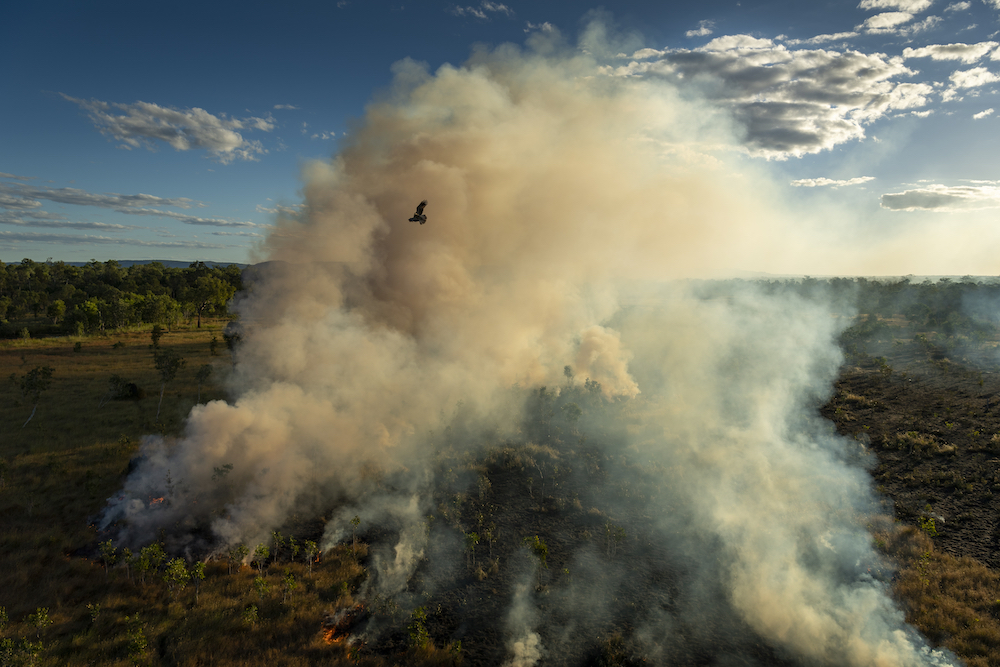 A black kite (subspecies Affinis of Milvus migrans) flies above a cool-burn fire lit by hunters earlier in the day, in Mamadawerre, Arnhem Land, Australia, on 2 May 2021. The raptor, also known as a firehawk, is native to Northern and Eastern Australia, and hunts near active fires, snatching up large insects, small mammals, and reptiles as they flee the flames