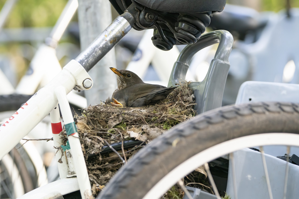 A blackbird making a nest in an unusual spot. © Albert Beukhof/Picfair