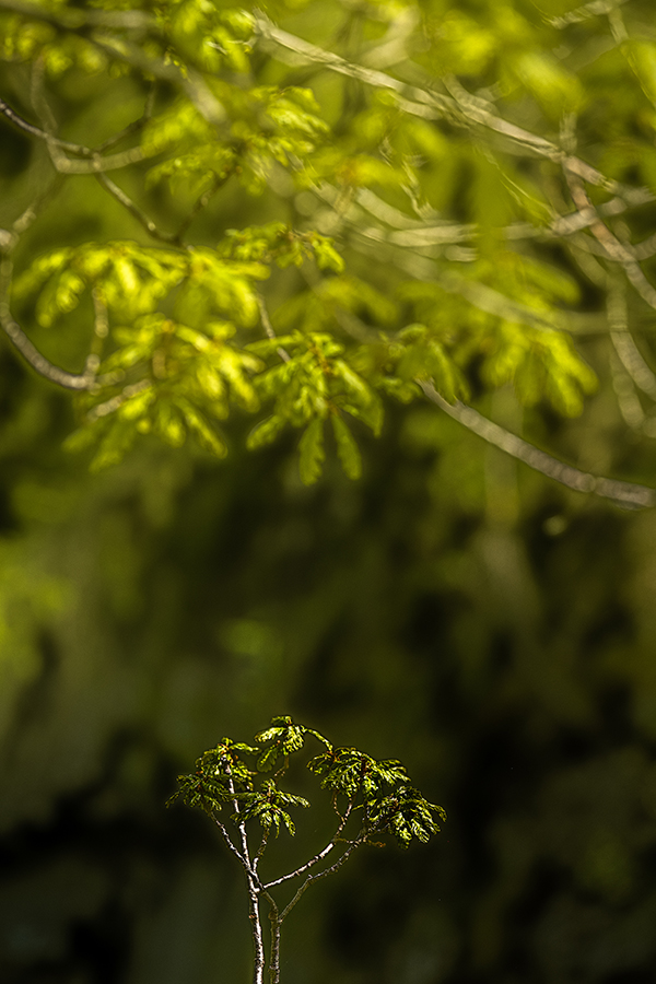 plant in focus with blurry branches and leaves in background