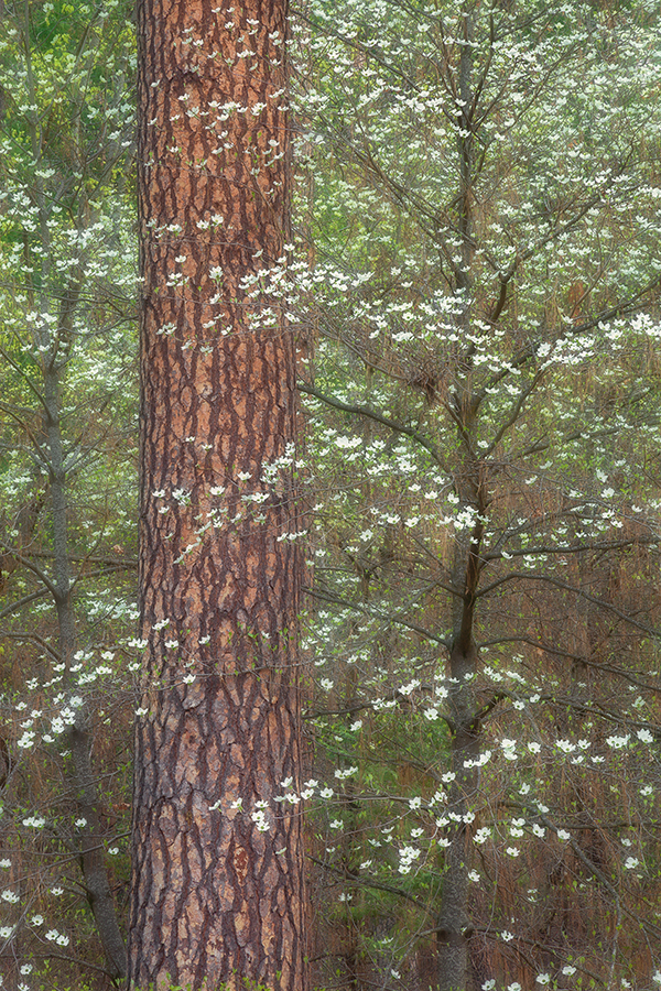 Dogwoods in bloom intimate spring