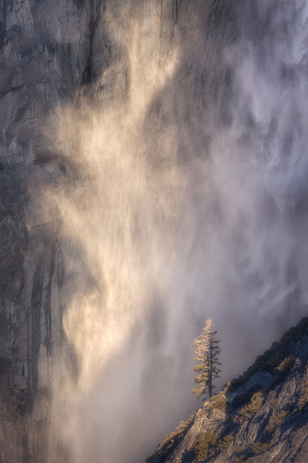 best spring photographs lone tree infront of yosemite falls