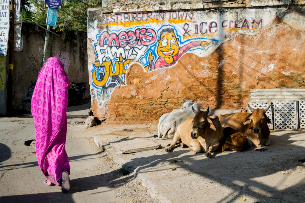 A Cow in Downtown Udaipur. © Yasseralaamobarak/Picfair