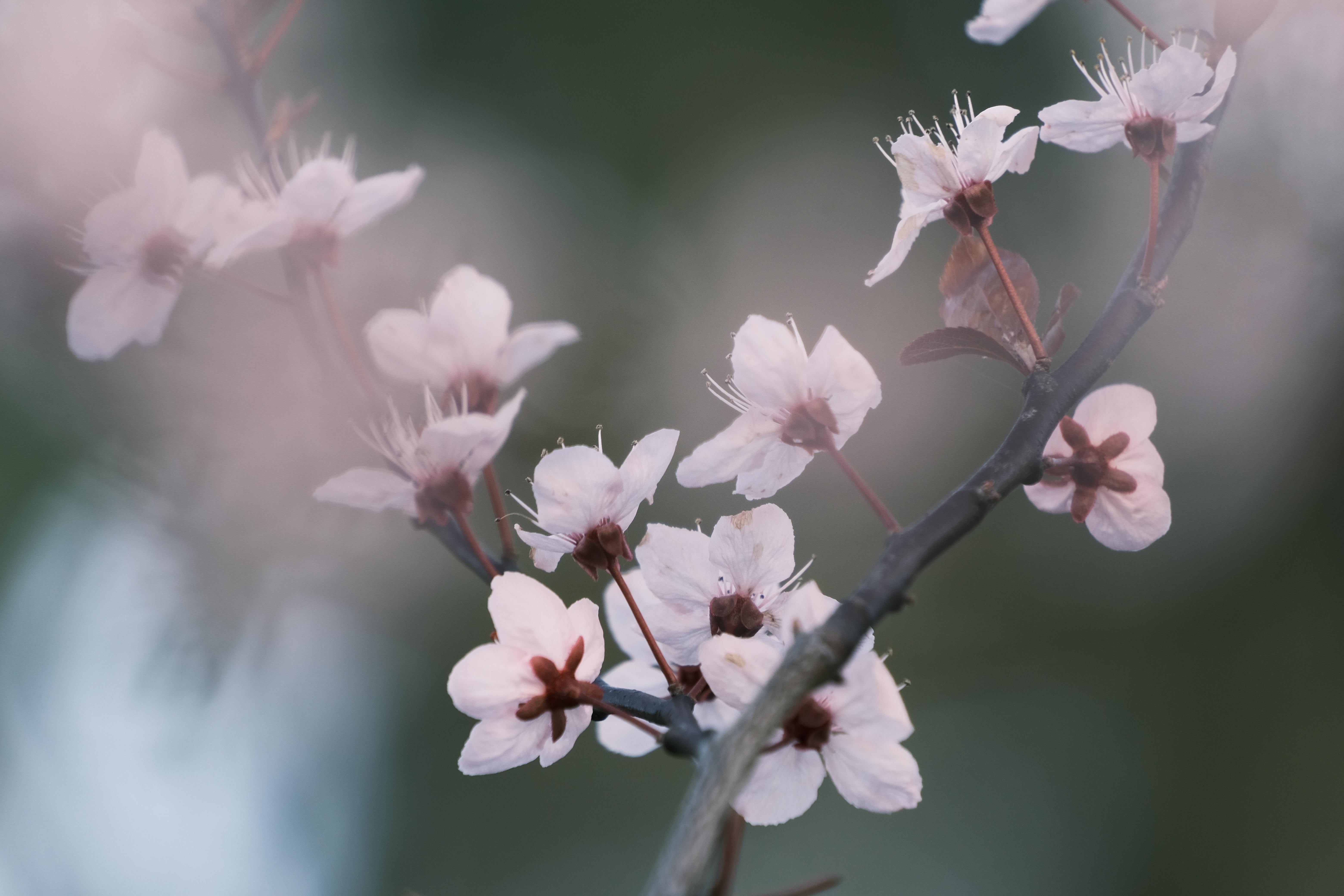 Blossom with the Fujifilm X-S10, 1/200s, f/6.3, ISO400, 300mm, 450mm equivalent