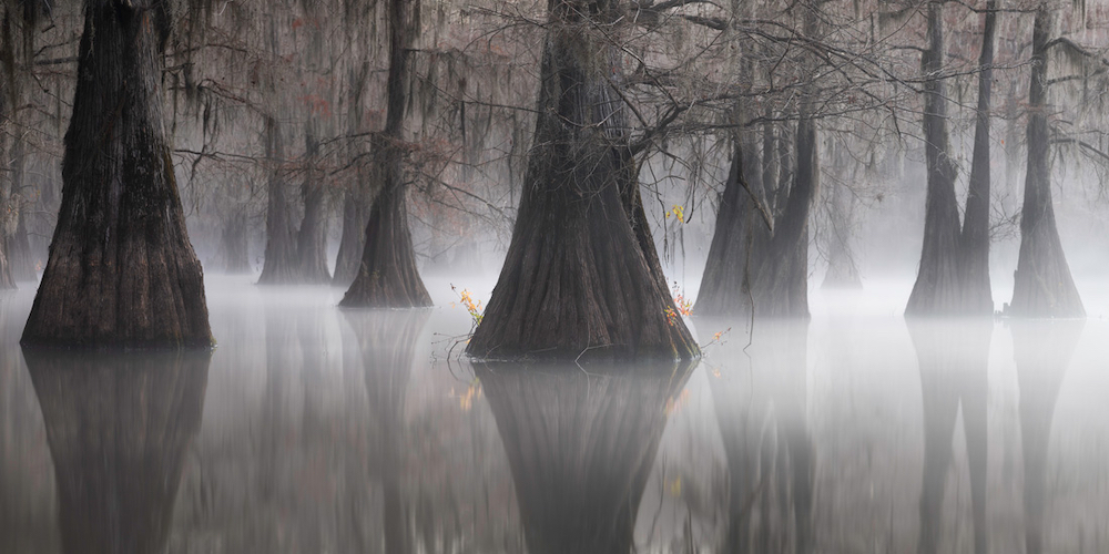 Eternal Triangle, Southern Swamps by Joshua Hermann (USA) - winner of the Open Nature Landscape category and overall Open Photographer of the Year 2021