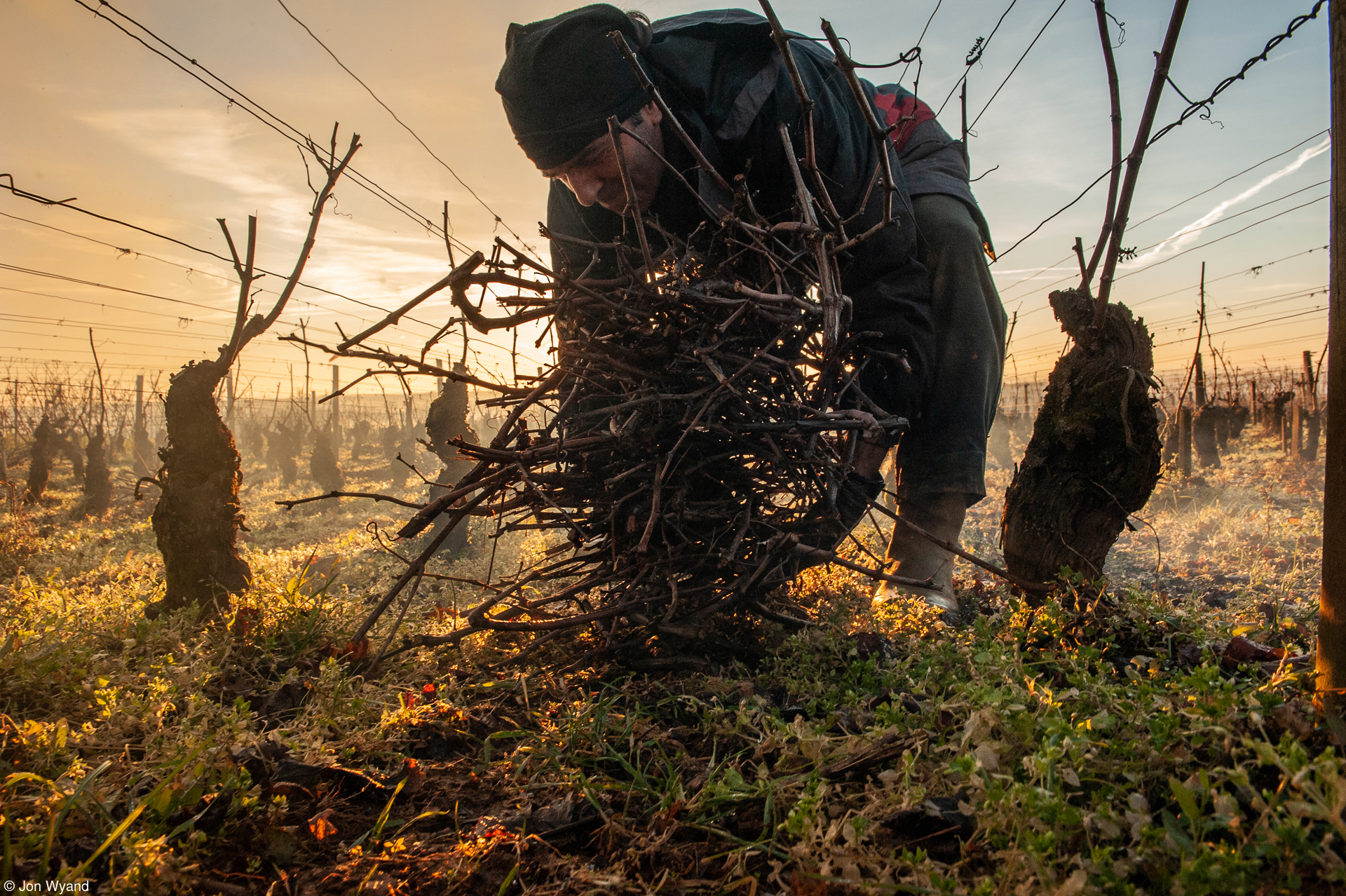 Gathering prunings on Corton Hill. © Jon Wynand/Pink Lady® Food Photographer of the Year 2022