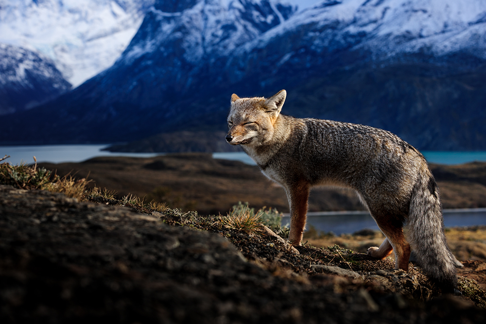 Patagonian fox in Torres del Paine National Park adventure photo