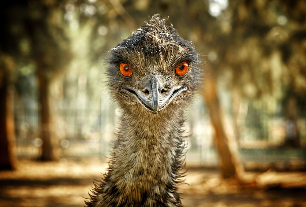 Ostrich in the Park. © Barak/Picfair