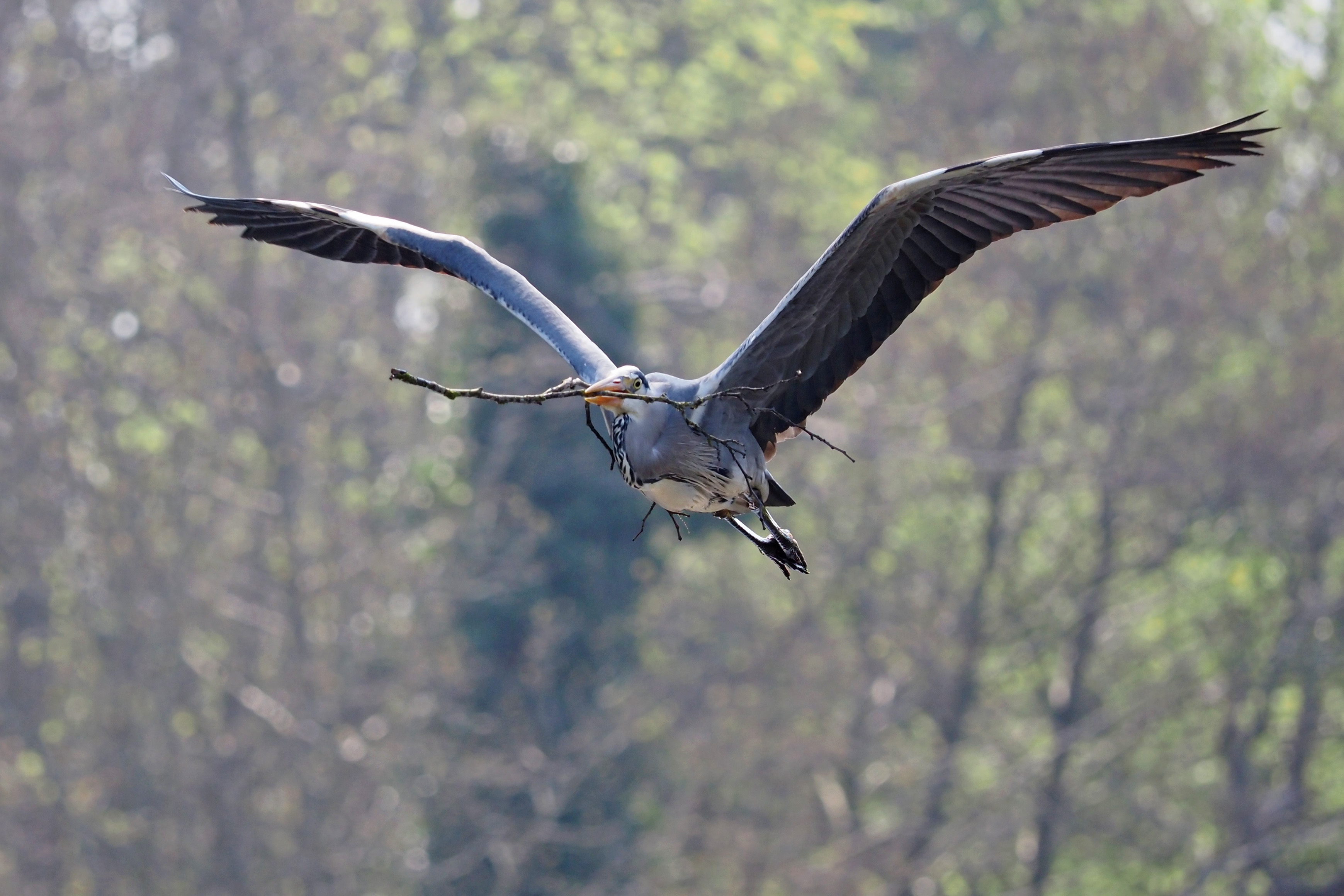 OM System 40-150mm F4 heron sample image, bird in flight with a branch in its beak