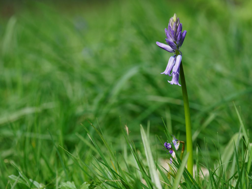 OM System Olympus 40-150mm F4 bluebell sample image