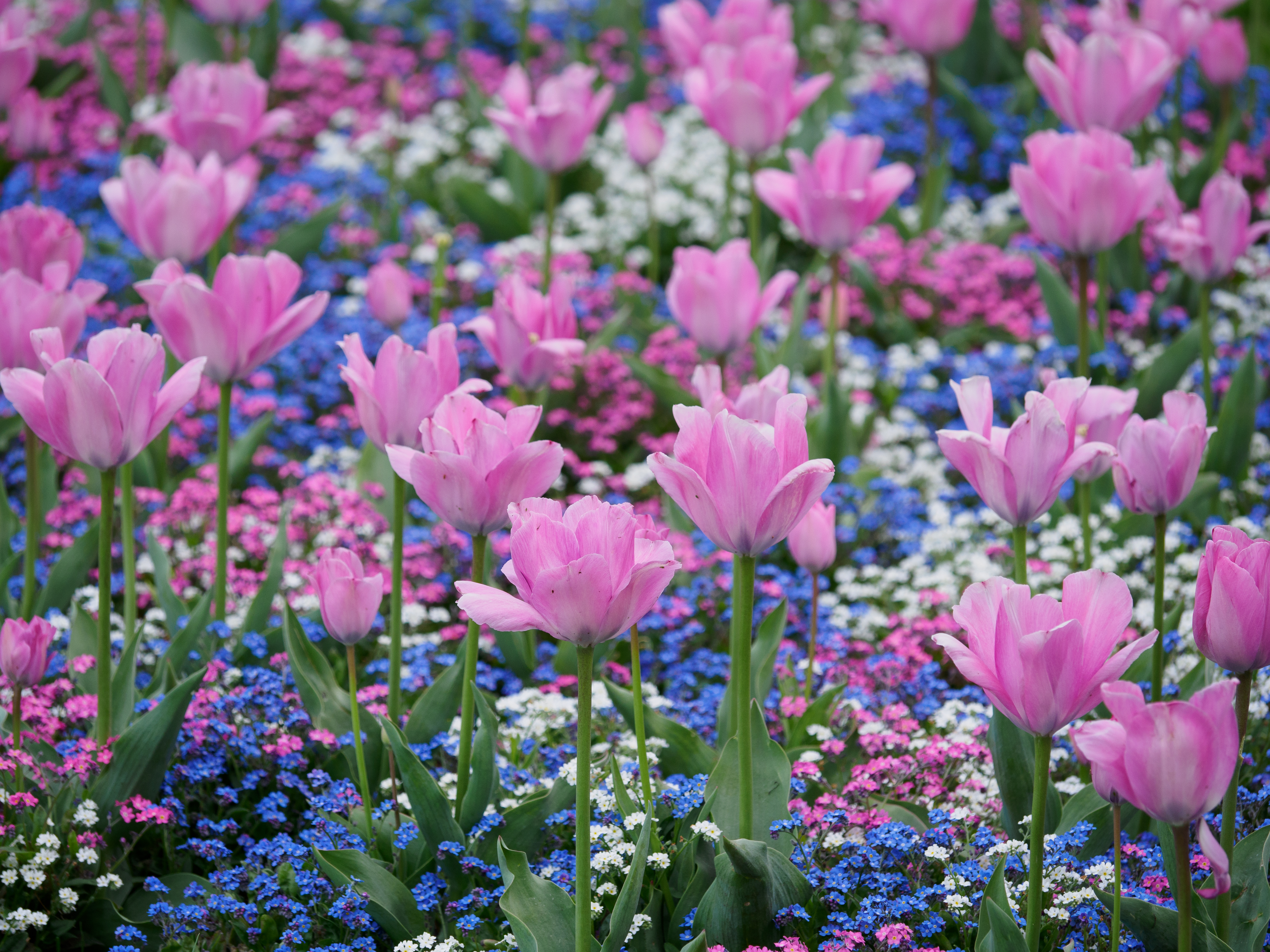 Olympus OM System M.Zuiko Digital ED 40-150mm f/4 PRO sample image, Pink tulips among small blue pink and white flowers