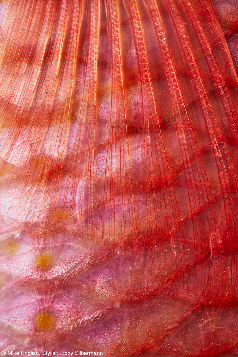 Macro shot of Red Mullet. © Mike English/Pink Lady® Food Photographer of the Year 2022