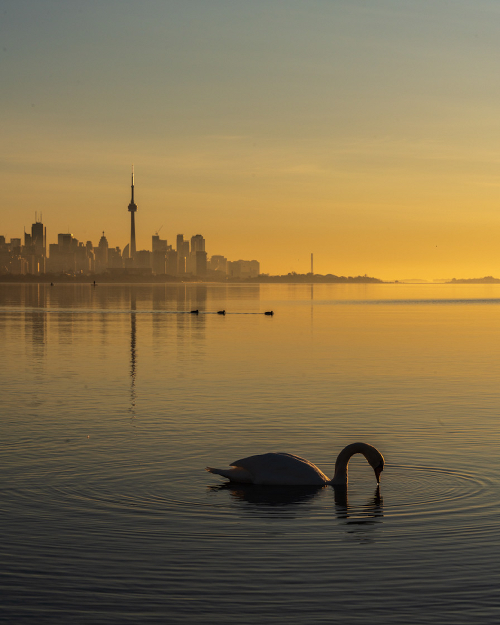 Sunrise Swan Silhouette. © Leanne Hay/Picfair