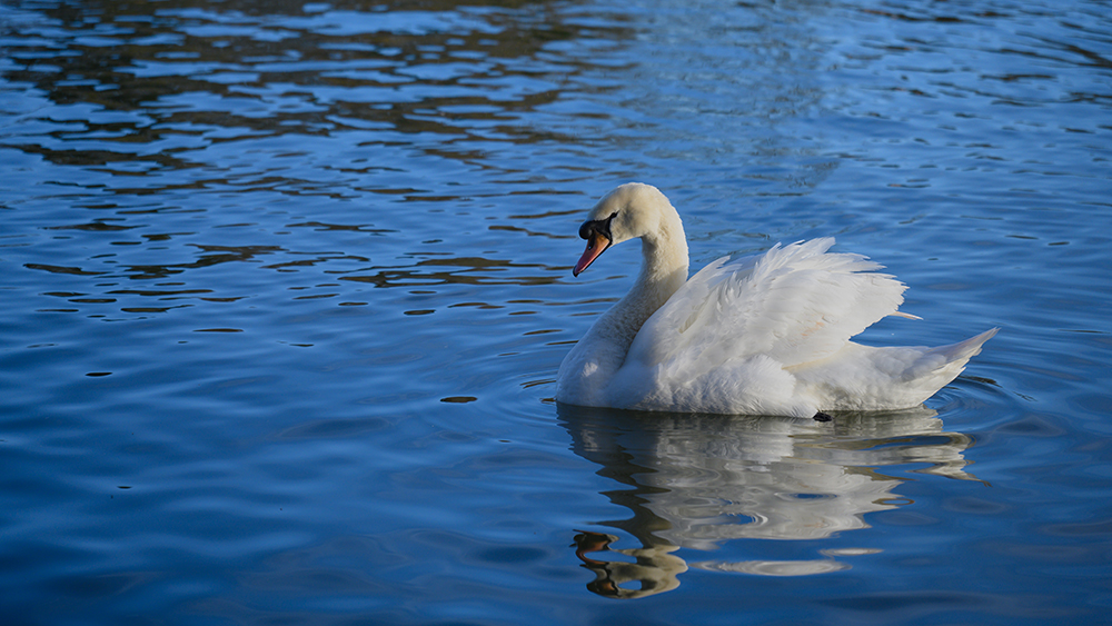 swan on water, retaining highlights