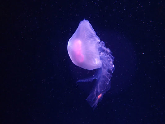 Jellyfish, taken with the Olympus Tough TG-6