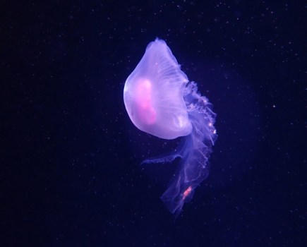 Jellyfish, taken with the Olympus Tough TG-6