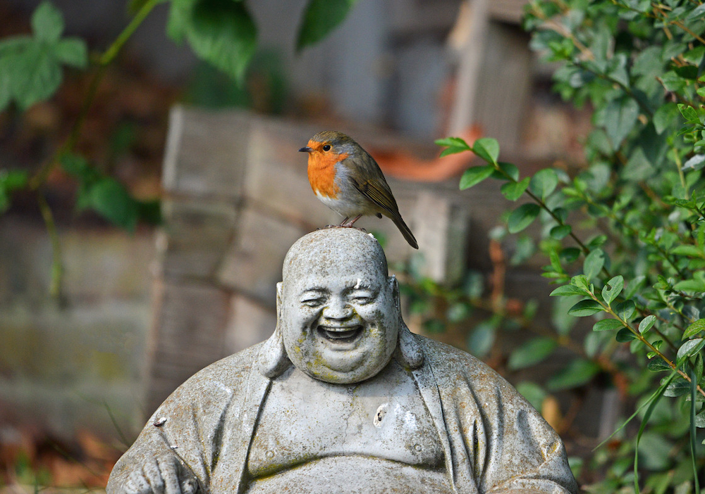 The Robin and the Buddha. © Claire Crown/Picfair