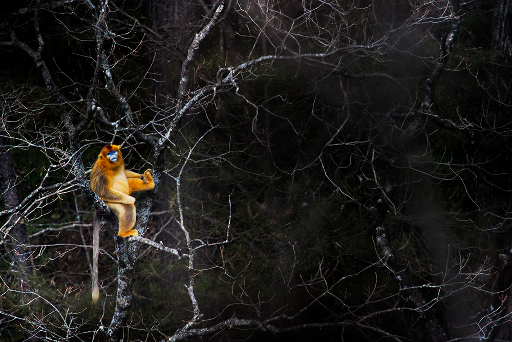 golden snub-nosed monkey rests in a tree wildlife photography