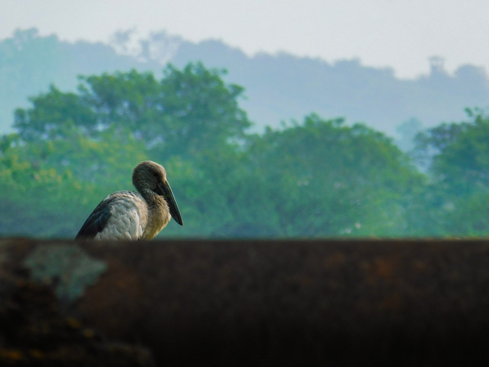 The Asian Openbill stork is in the midground, with a blurred foreground, and blurred background. Photo: Getty Images, Premanand Khilare