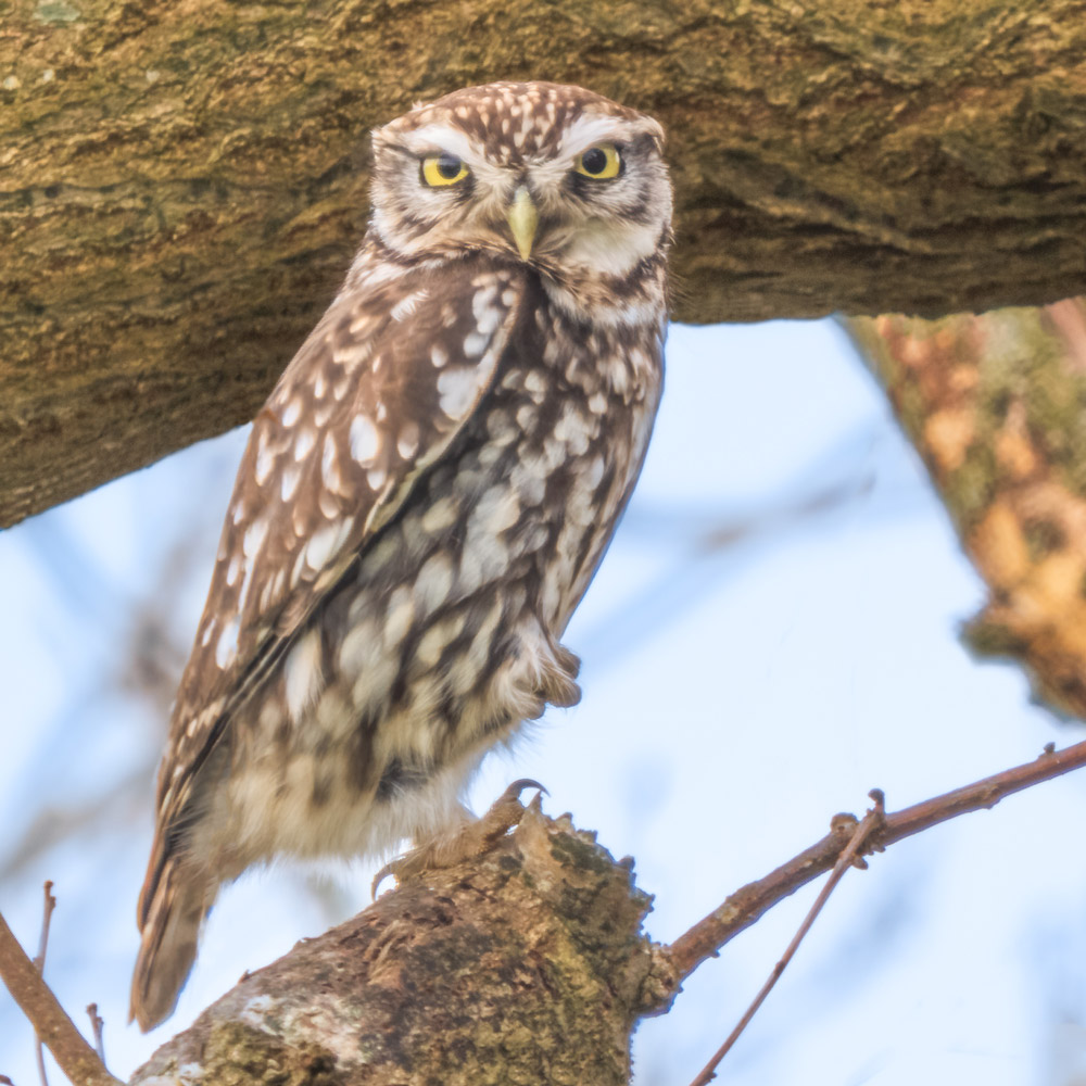 Little Owl, 1/320sec, ISO 400, F8, 150-400mm and 1.4x at 700mm