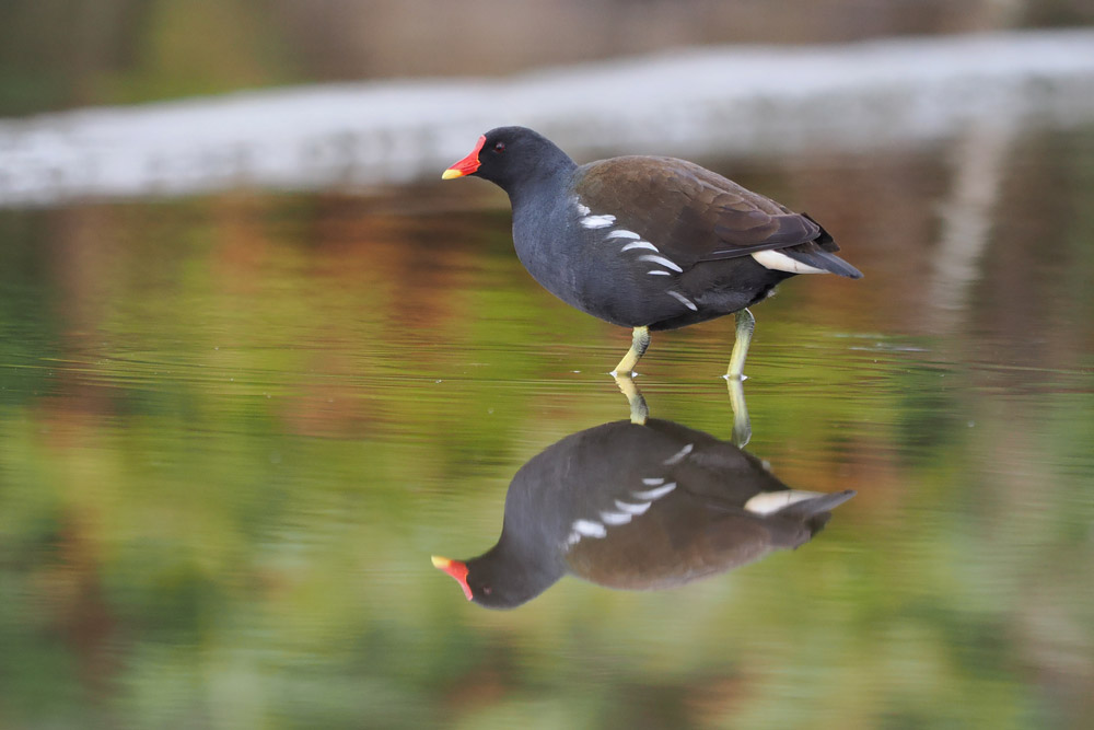 A moorhen reflected in water, Olympus OM-1 photo, Photo: Joshua Waller