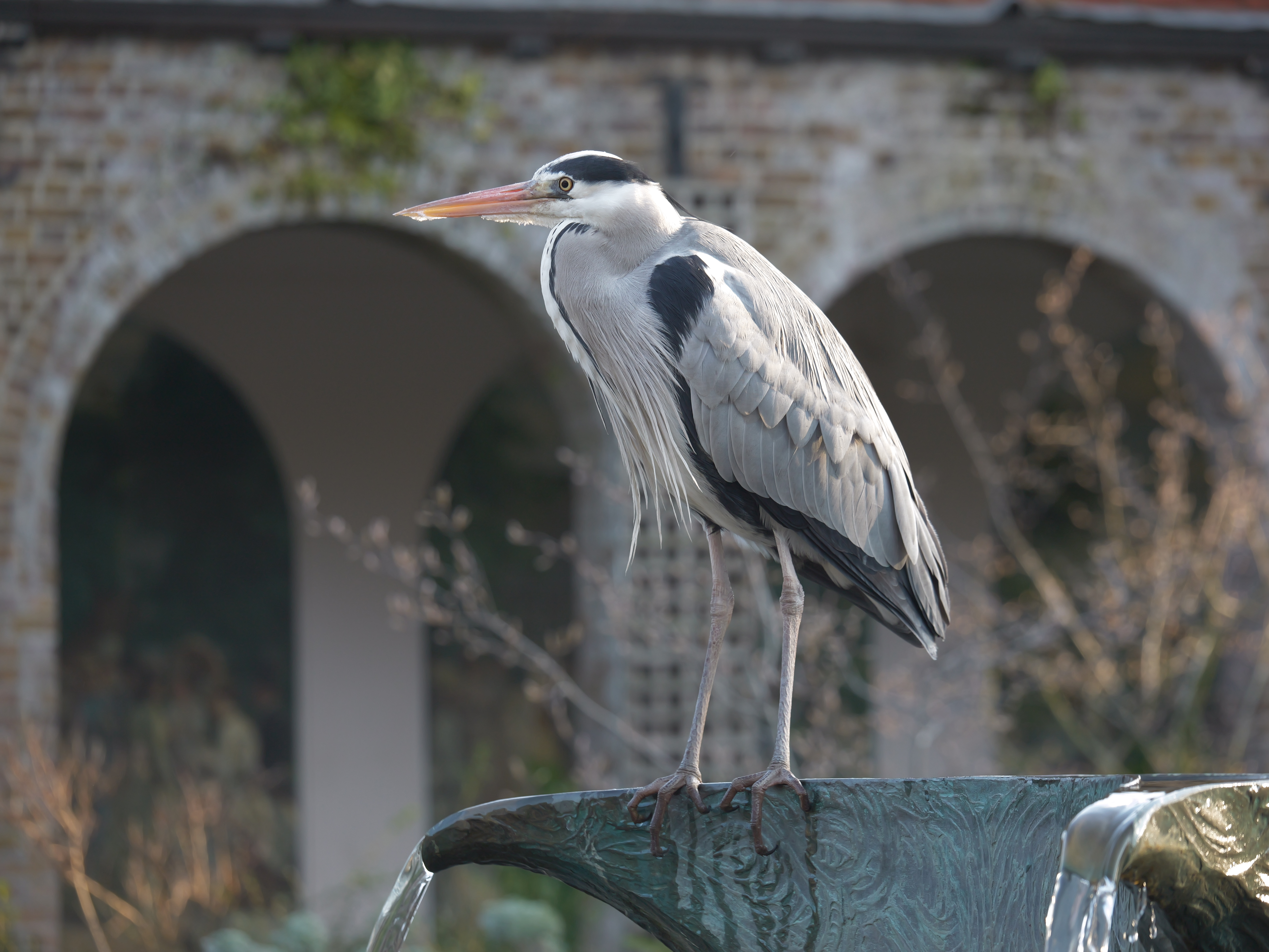 Image of a heron