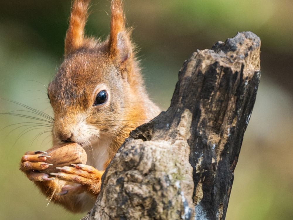 Red squirrel portrait, 1/1250sec, F5.6, ISO 1600, 150-400 at 500mm
