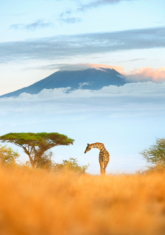 giraffe next to an acacia tree with Mt. Kilimanjaro in the background travel photographs