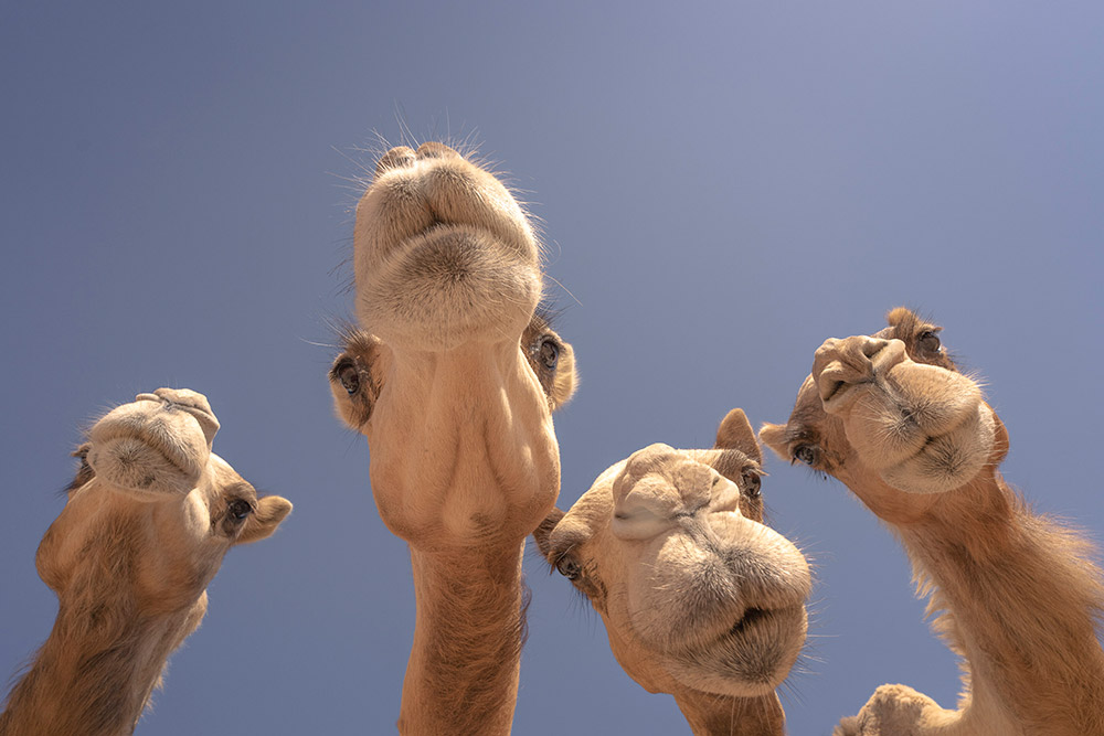 camel potrait