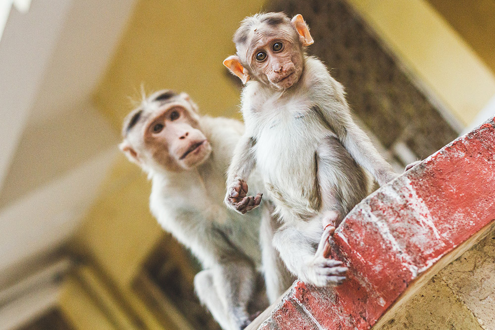 In this image the aperture has kept the foreground Rhesus Macaque monkey sharp and blurred the other in the background. Copyright: Claire Gillo.