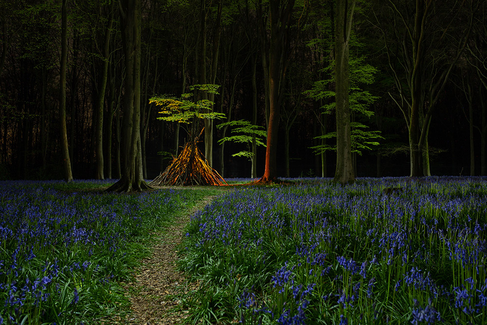 Bluebells at night. ‘I used an orange gelled panel light for the interior