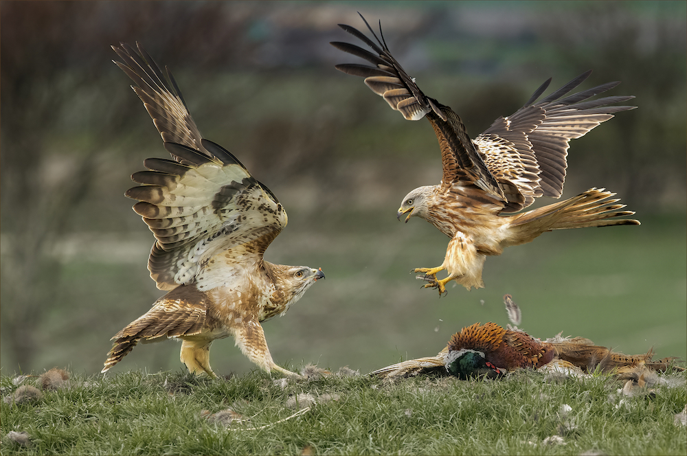 Buzzard and red kite dispute, on a farm in Wiltshire - third place in Bird Photographer of the Year 2021. © Colin Bradshaw