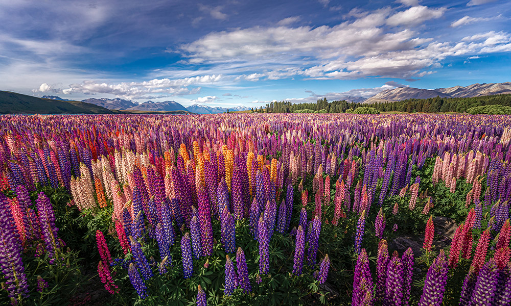 landscape of lupins by tim burgess apoy travel round