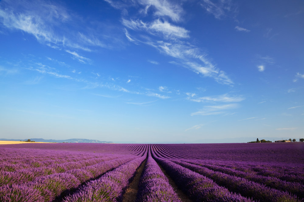 Lavender field in Valensole, Haute Provence, France. Credit: Matteo Colombo, Getty Images
