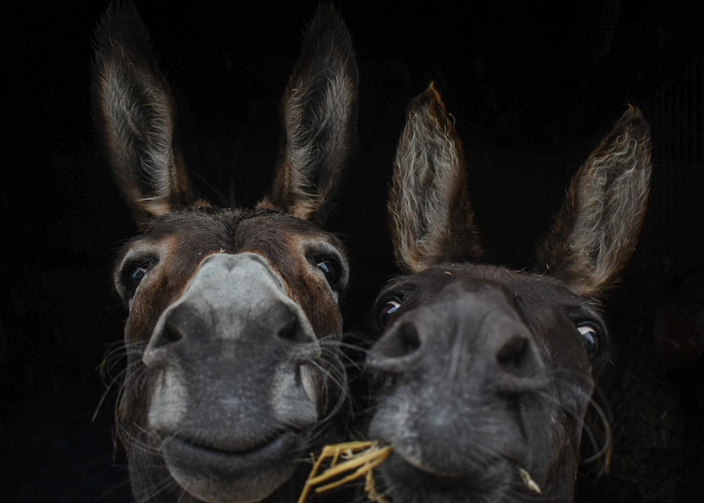 Delightful donkeys by Megan Brown, 15 - the Picture Perfect Pets Winner in the 2021 RSPCA Young Photographer Awards