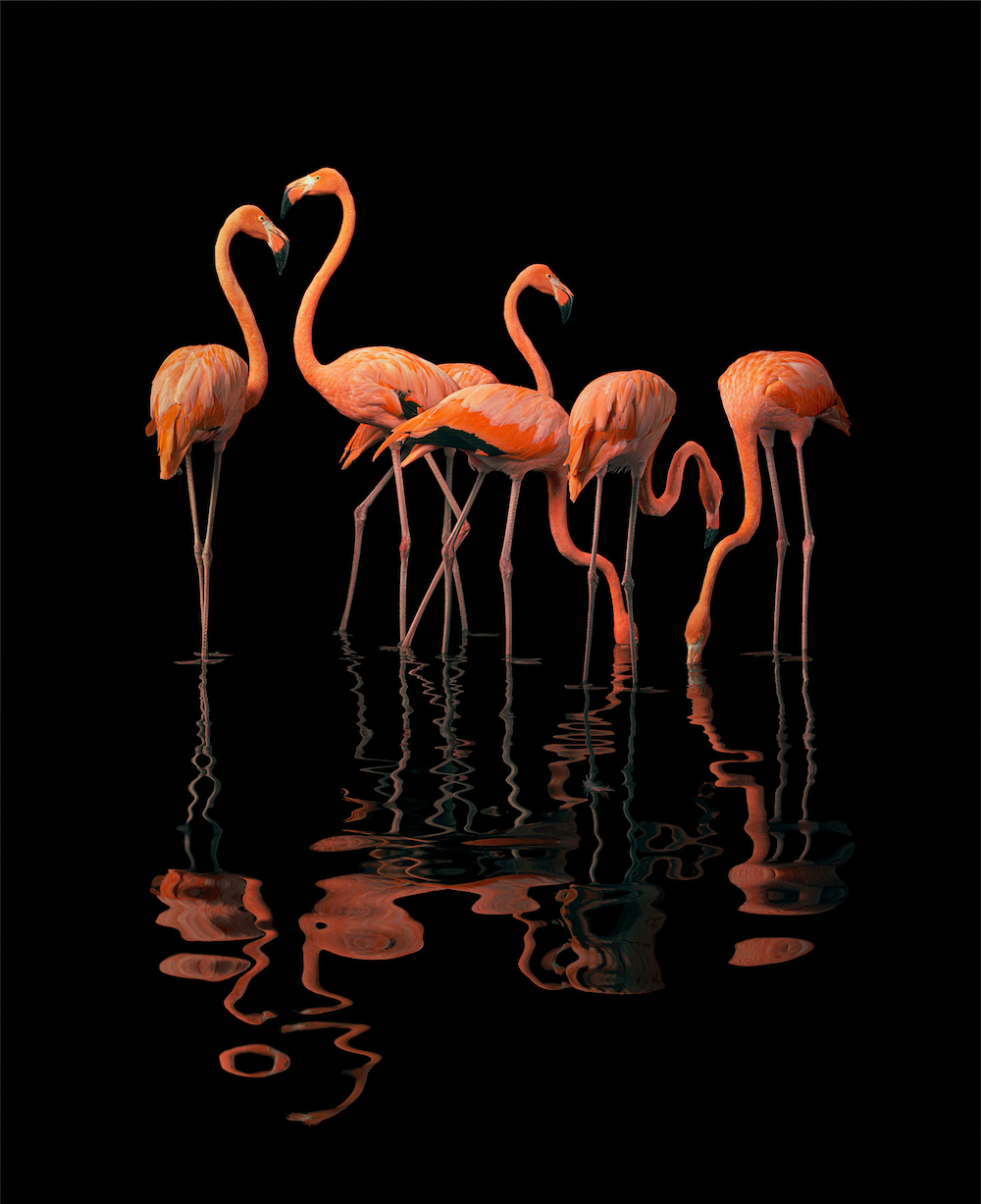 Flamingo 2021, Birds, C-Type print. © Tim Flach, courtesy Echo Fine Art