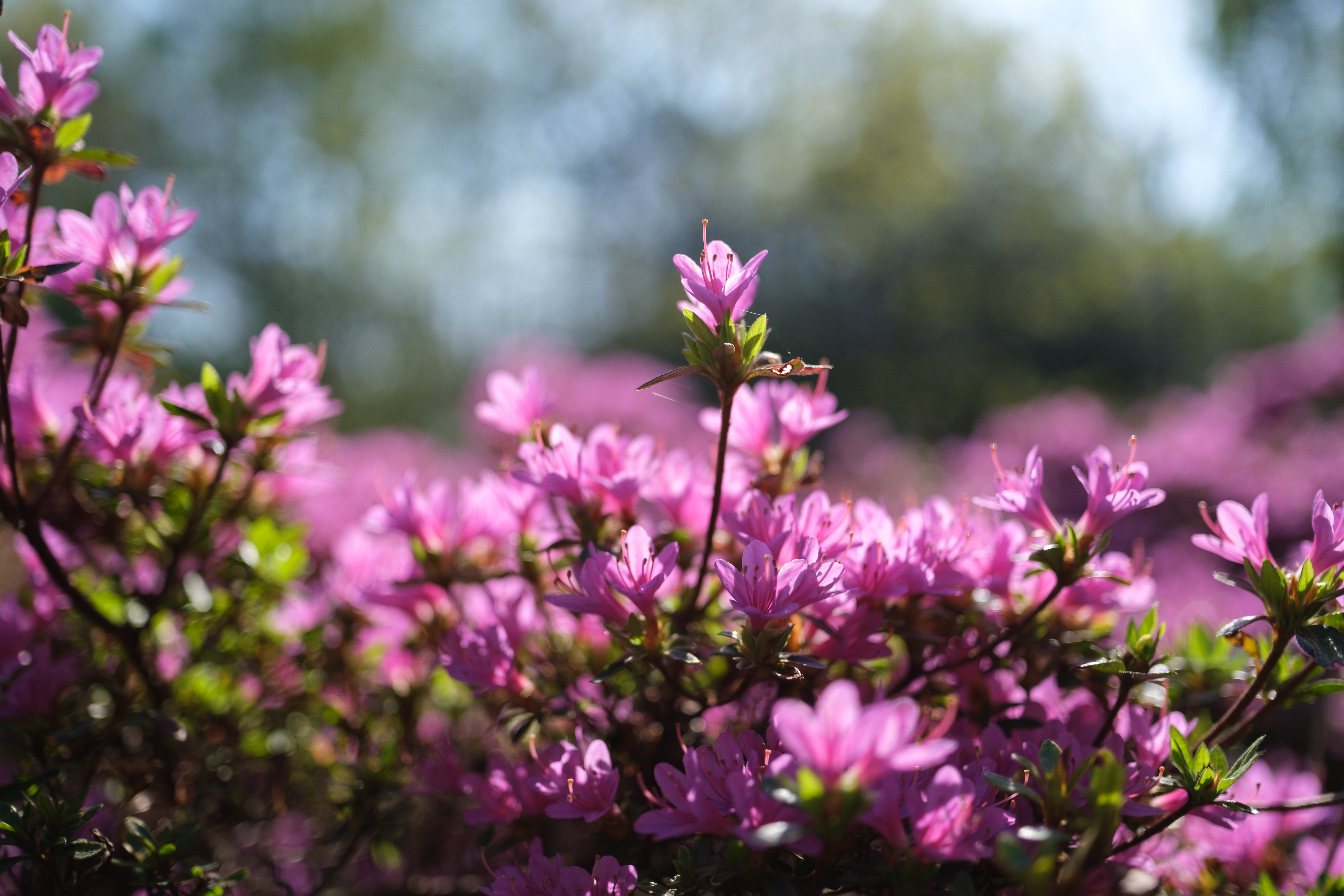 Pink flowers, 1/4000s, f/1.4, ISO160, 23mm