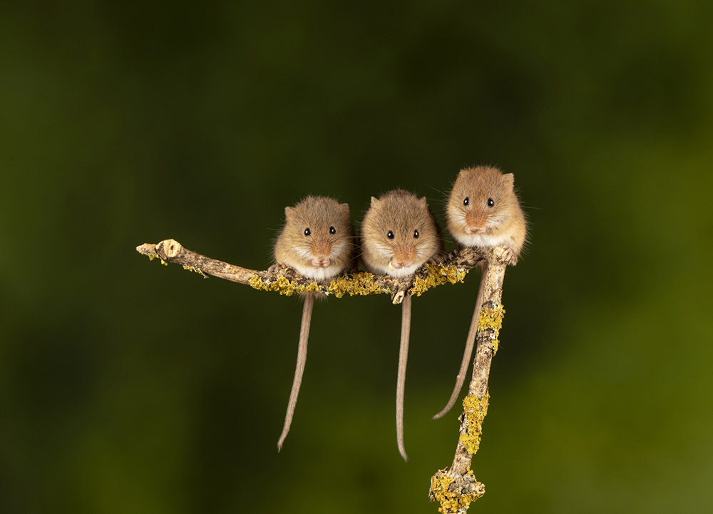 Three Harvest Mice playing around and entwining their tails together to stop them from falling, a good clean background and lichen branch as their support a macro photography day. The background is just as important as your subject. Plain backdrops create the ideal setting.