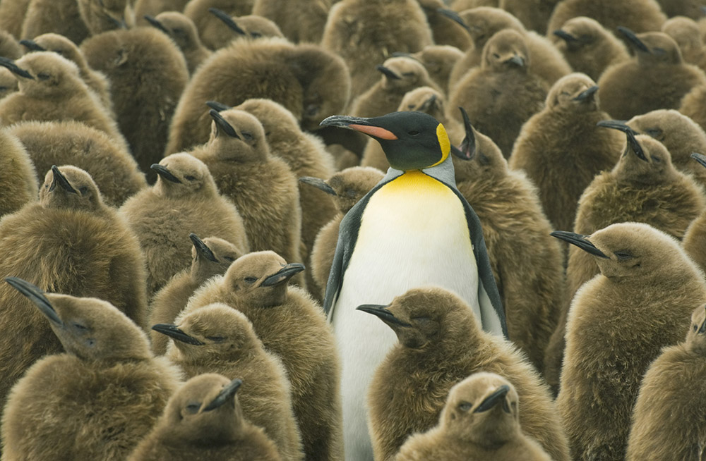 King Penguins (Aptenodytes patagonicus) Adult with chicks, South Georgia Island. True Wildlife photography
