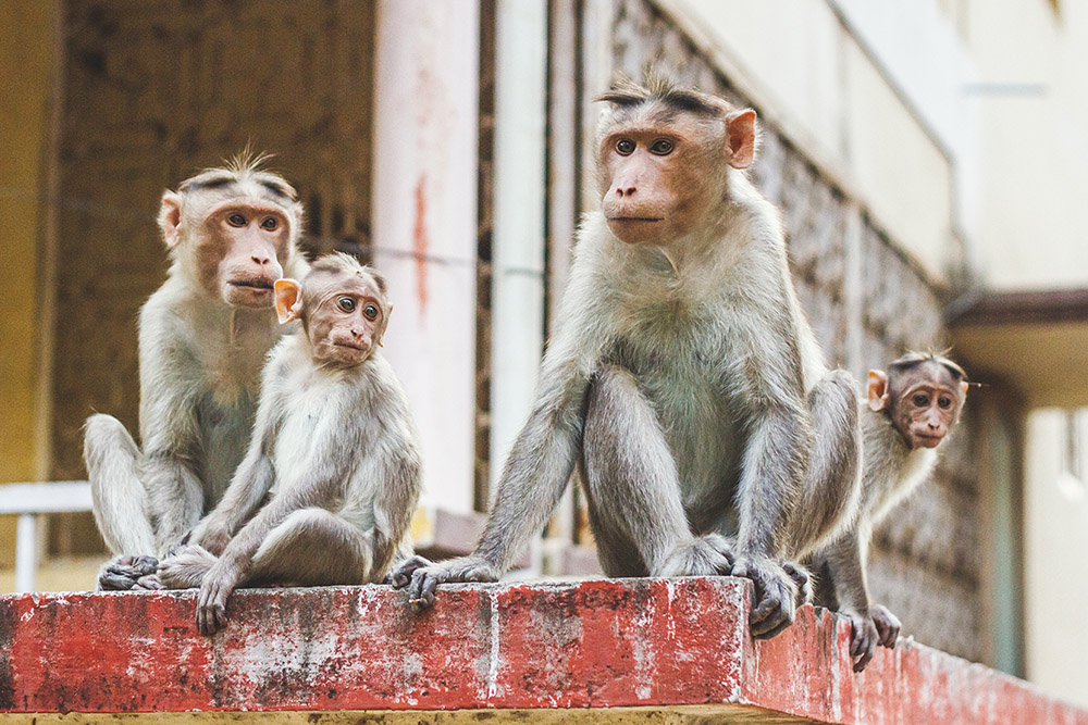At ISO 800 the image is noisy however the scene of the Rhesus Macaque monkey family is still effective.   
