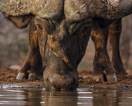 Red-billed oxpecker on a buffalo, Zimanga Reserve, South Africa - first place in the SINWP Bird Photographer of the Year 2021. © Alan Jones